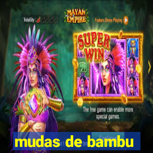 mudas de bambu