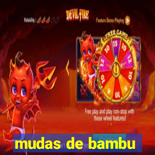 mudas de bambu