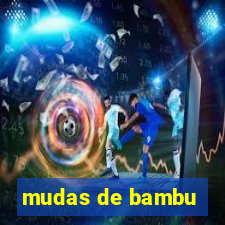 mudas de bambu