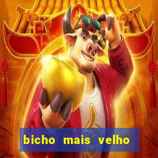 bicho mais velho da loteria dos sonhos