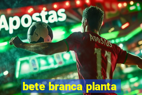 bete branca planta