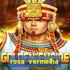 rosa vermelha (letra e cifra)