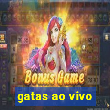 gatas ao vivo