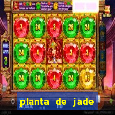 planta de jade significado espiritual