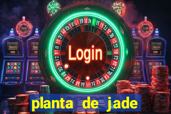 planta de jade significado espiritual