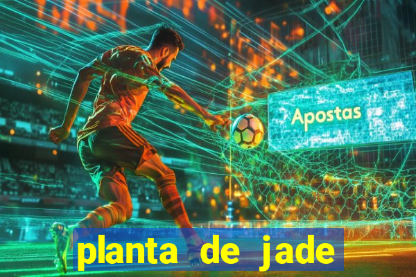 planta de jade significado espiritual