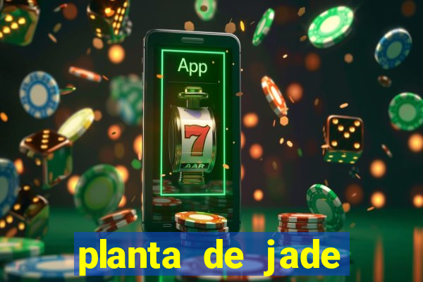 planta de jade significado espiritual