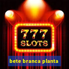 bete branca planta